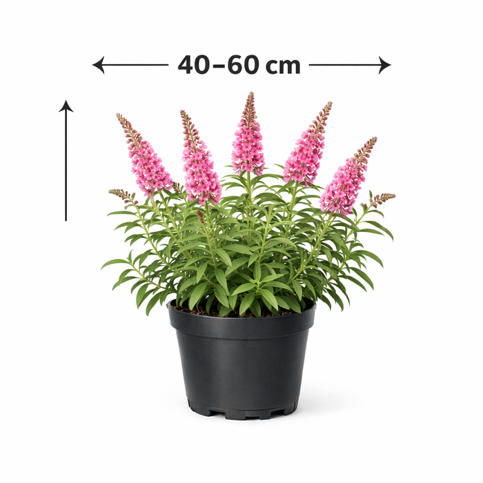 Buddleja 'Pink delight' 40 - 60