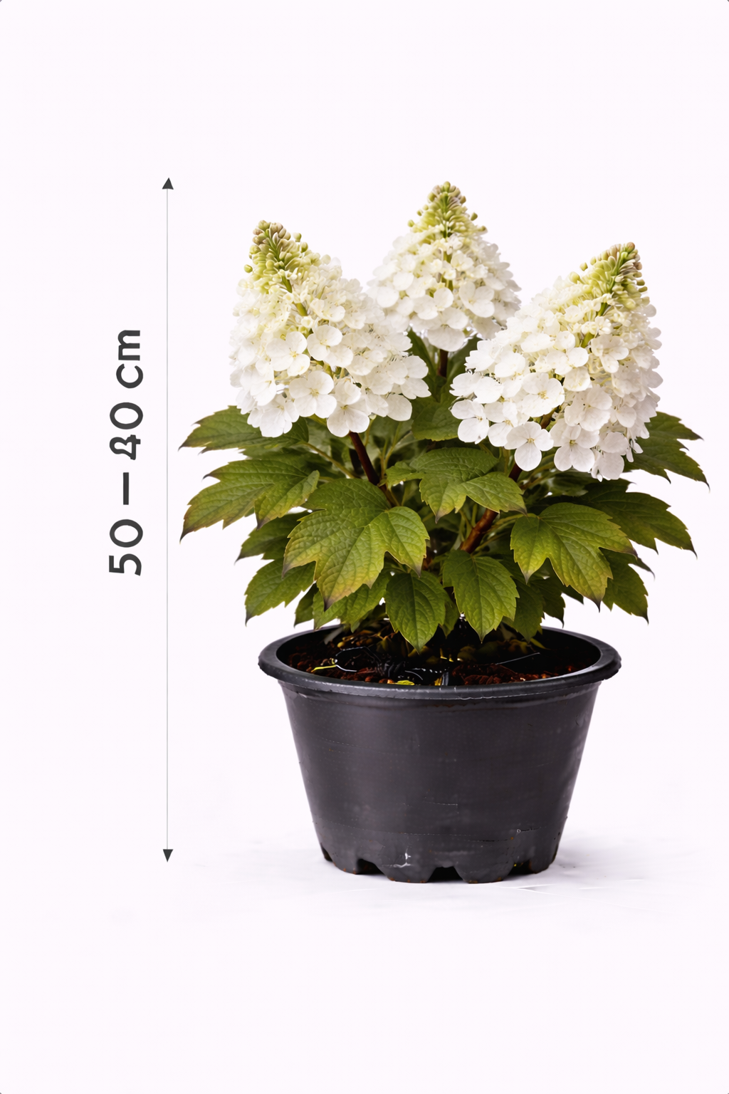 Hydrangea querc. 'Snow Queen' 30 - 40