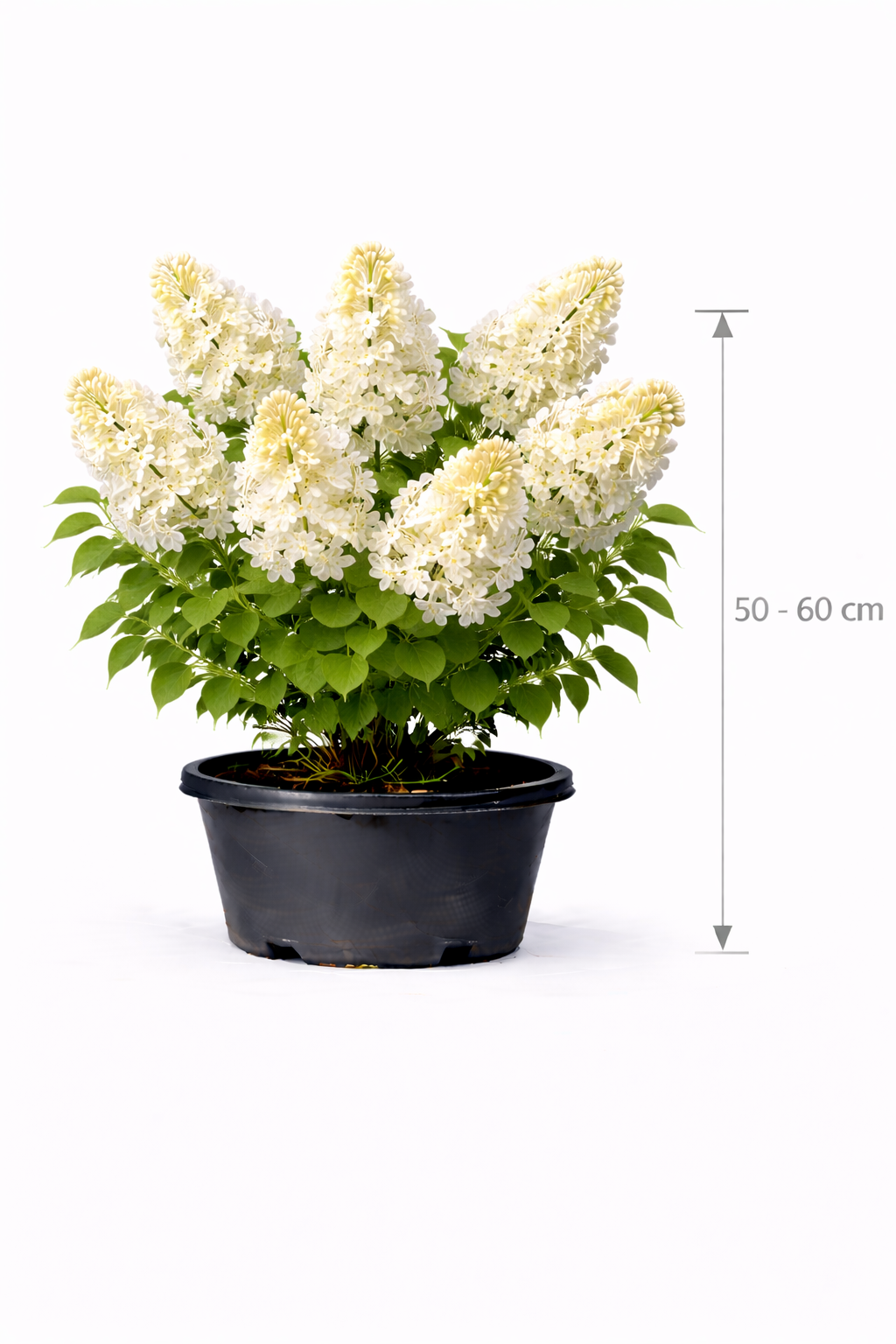 Syringa vulg. 'Primrose' 50 - 60