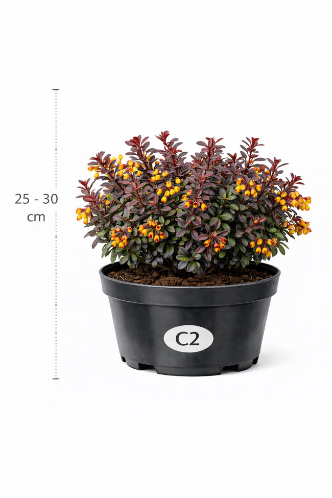 Berberis frik. 'Amstelveen' 25 - 30