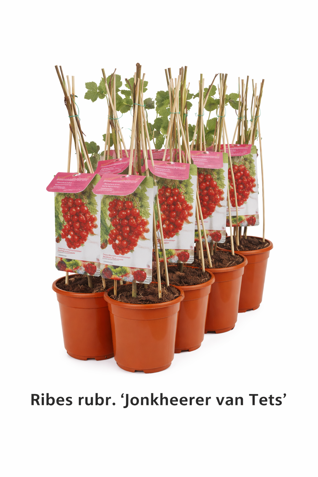 Ribes rubr. 'Jonkheer van Tets' struik