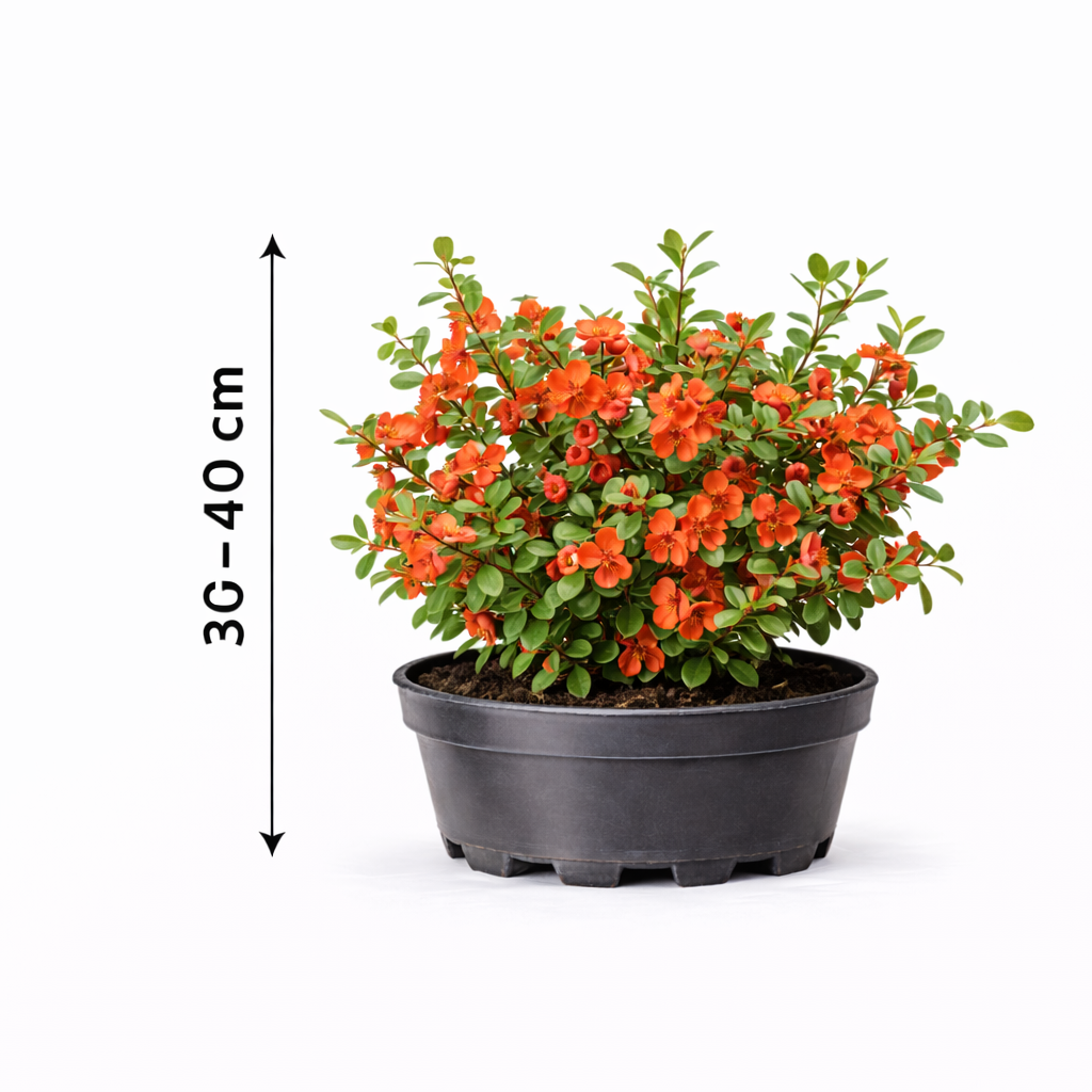 Chaenomeles jap. 'Sargentii' 30 - 40