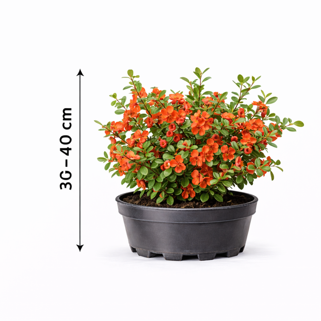 Chaenomeles jap. 'Sargentii' 30 - 40