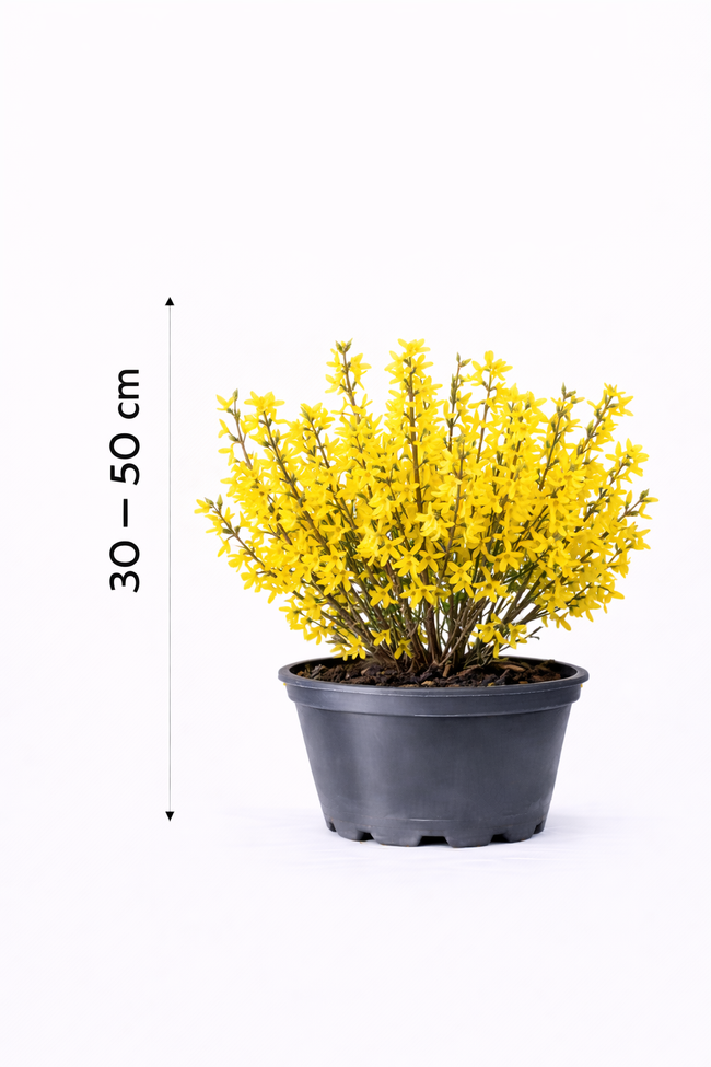 Forsythia int. 'Mikador' 30 - 50