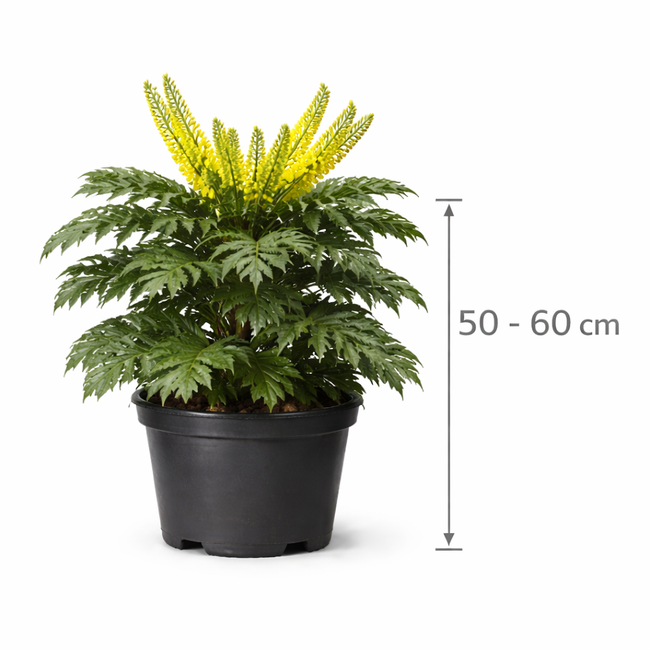 Mahonia japonica 50 - 60 c7.5