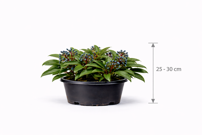Viburnum davidii 25 - 30