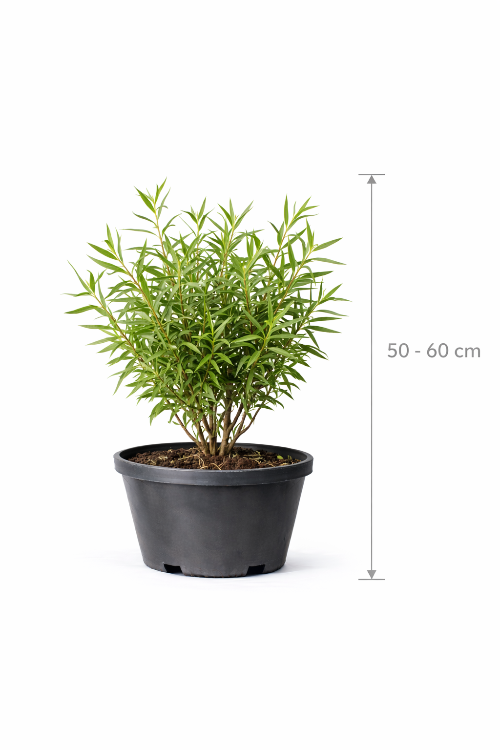 Salix el. 'Angustifolia' 50 - 60