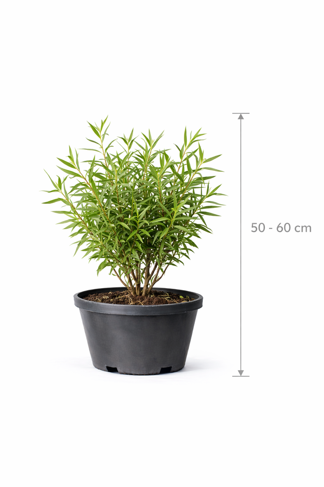 Salix el. 'Angustifolia' 50 - 60
