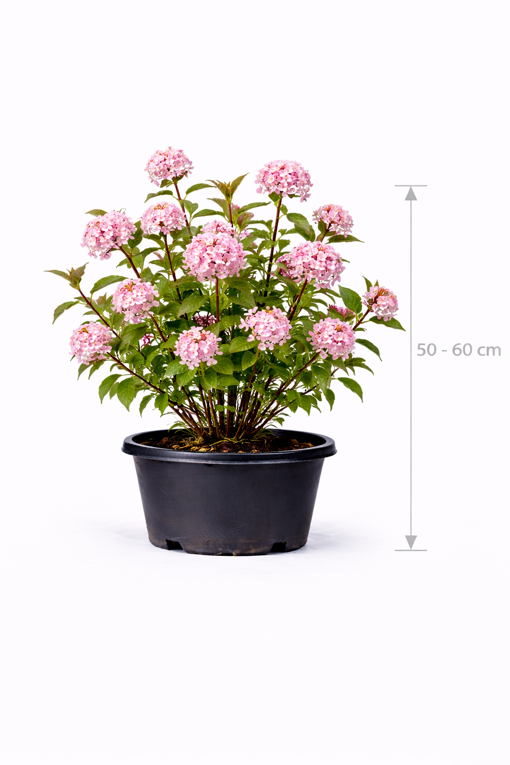 Viburnum bodn. 'Dawn' 50 - 60