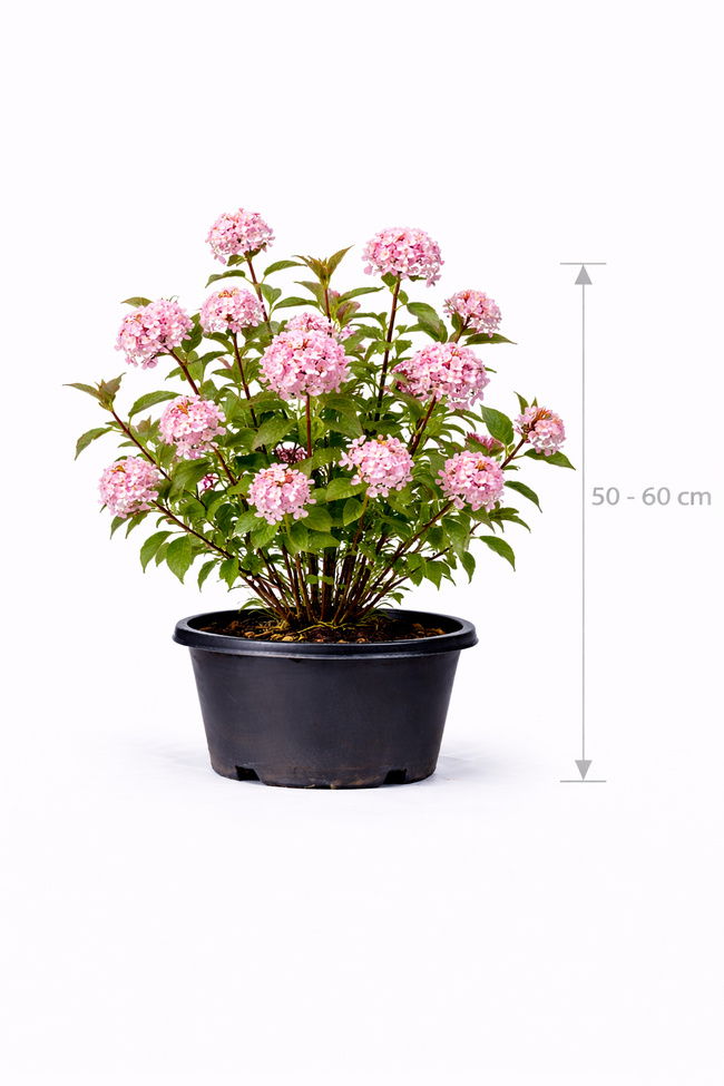 Viburnum bodn. 'Dawn' 50 - 60