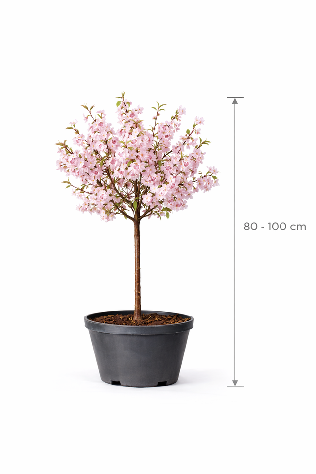 Prunus subh. 'Autumnalis Rosea' 80 - 100 C7.5