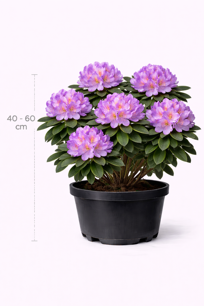 Rhodo ponticum 40 - 60
