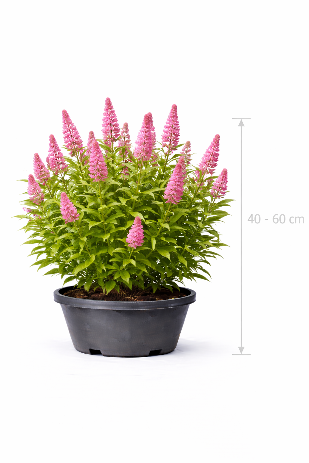 Spiraea billardii 40 - 60