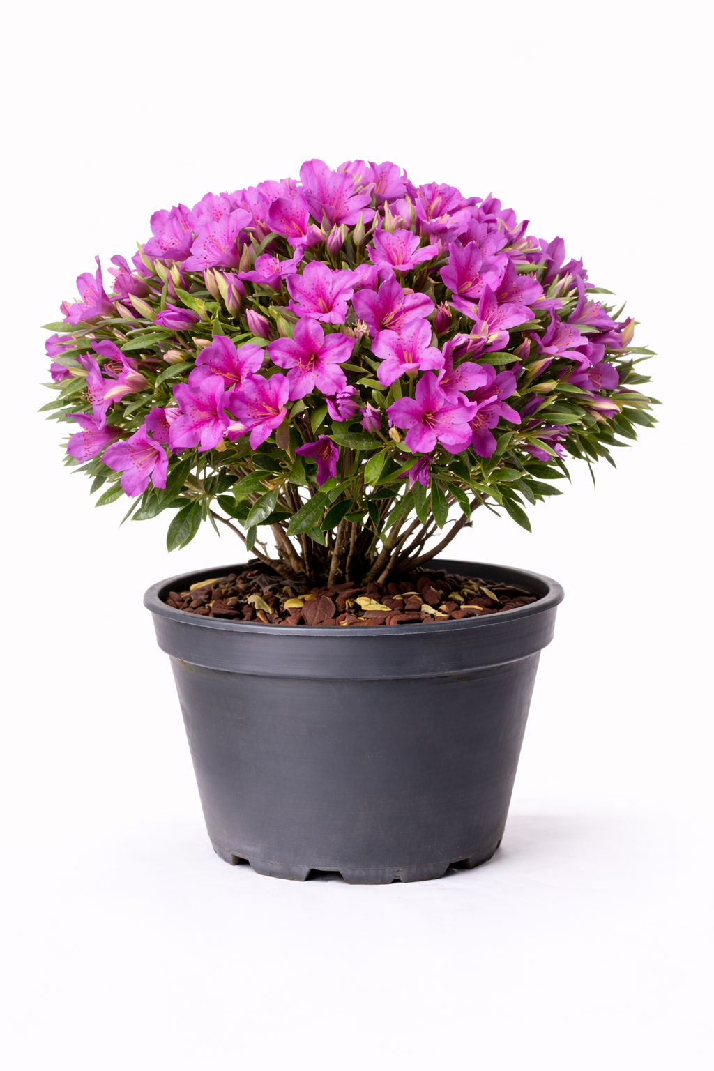 Azalea jap. paars 50 - 60 C10