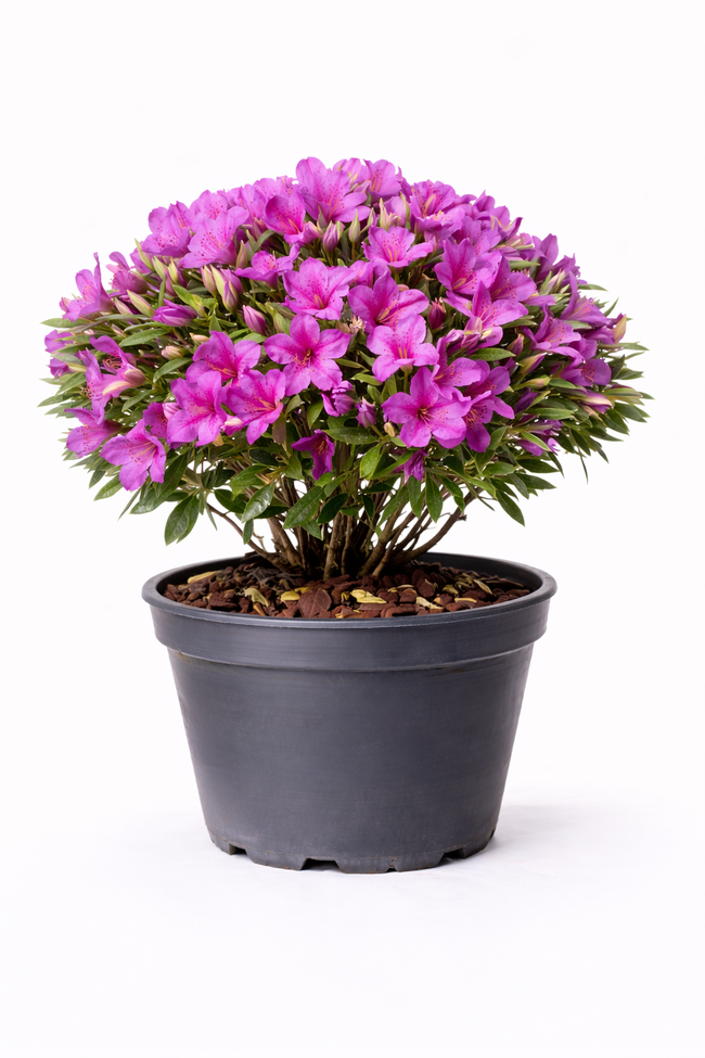 Azalea jap. paars 50 - 60 C10