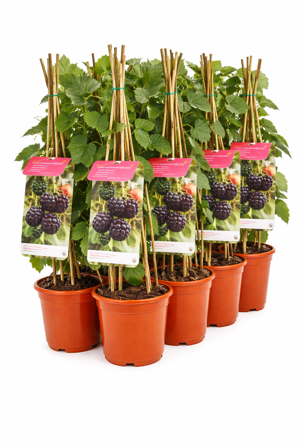 Rubus frut. 'Thornless Evergreen' struik