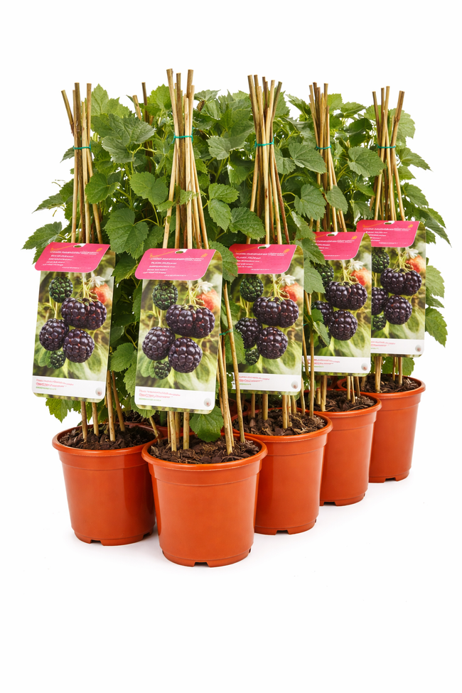 Rubus frut. 'Thornless Evergreen' struik