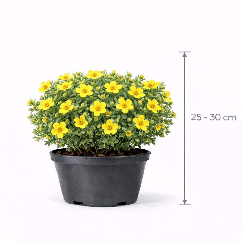 Potentilla frut. 'Klondike' 25 - 30