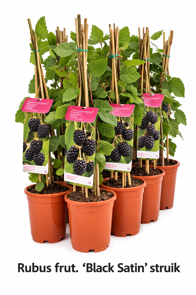 Rubus frut. 'Black Satin' struik