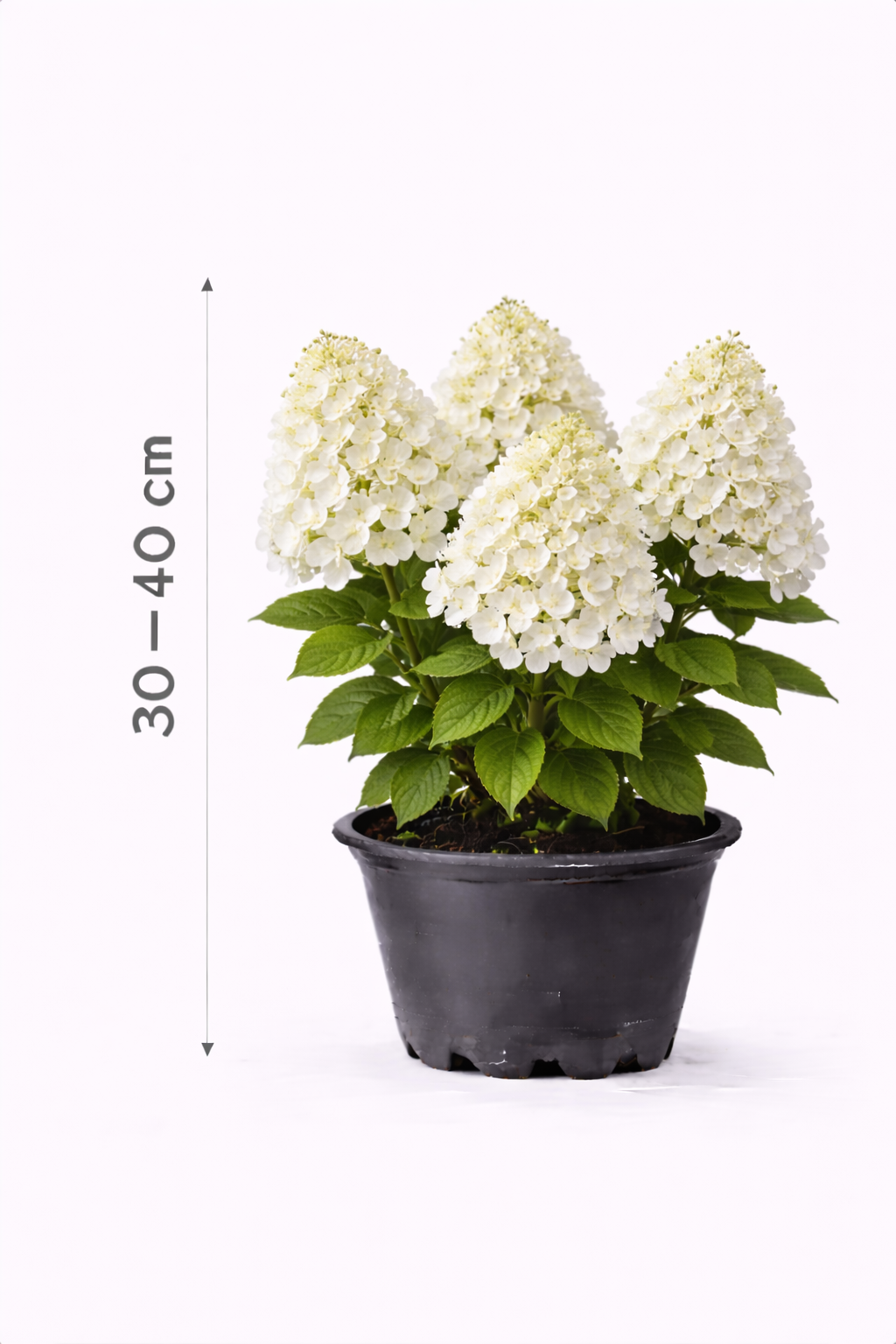 Hydrangea pan. 'Bobo' 30- 40