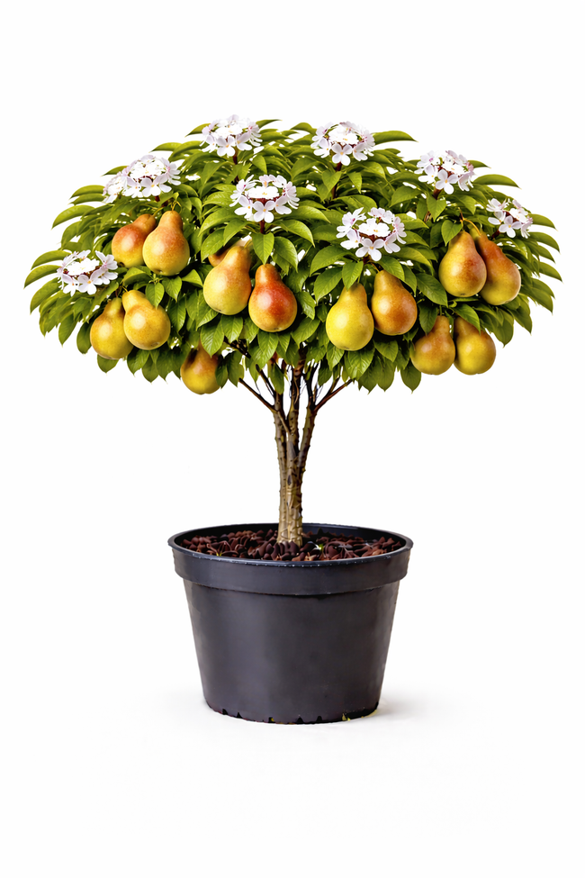 Pyrus comm. 'Beurré Hardy' struik c7.5