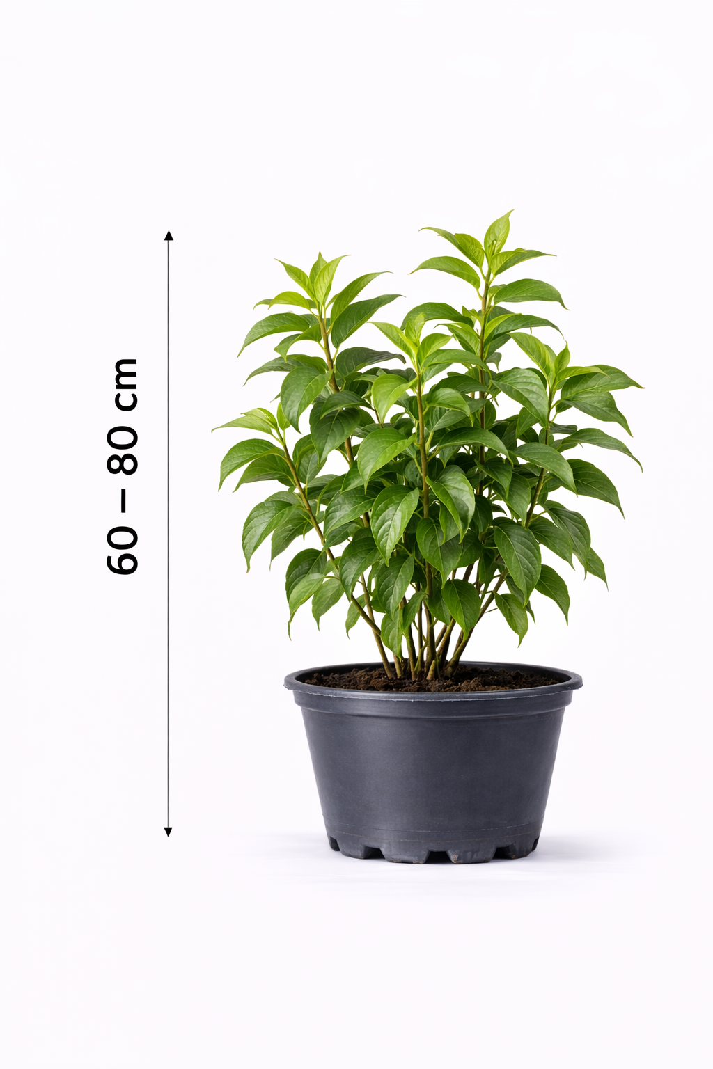 Heptacodium miconioides 60 - 80