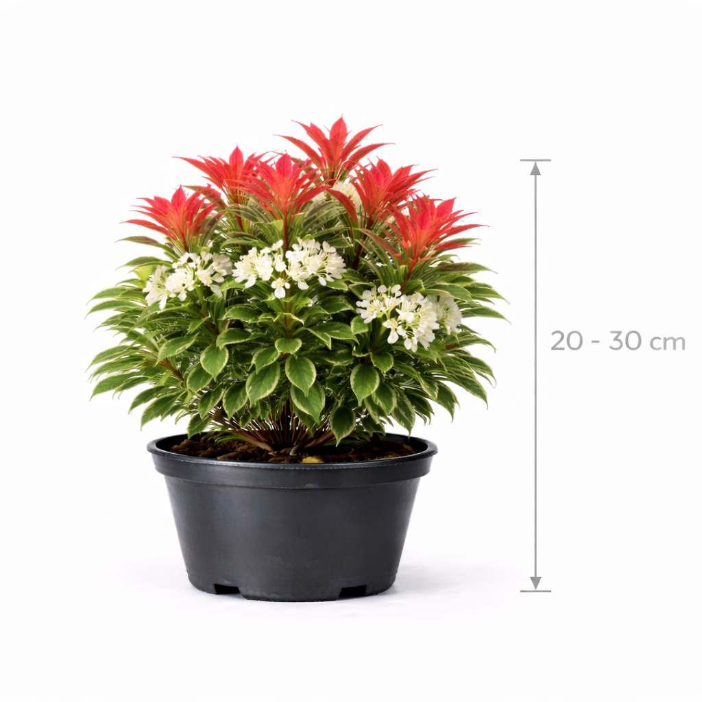 Pieris hybr. 'Forest Flame' 20 - 30