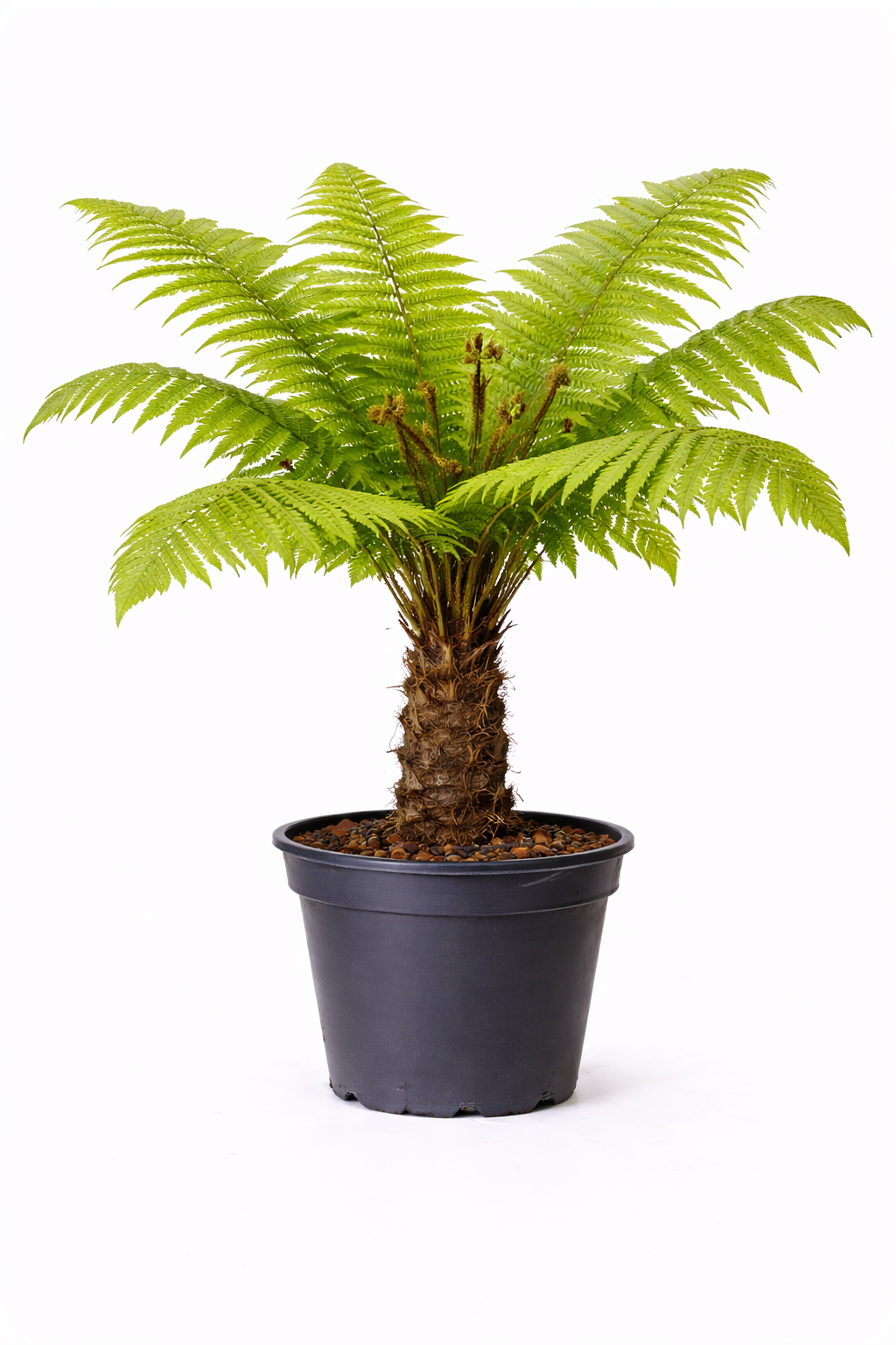 Dicksonia antarctica c10