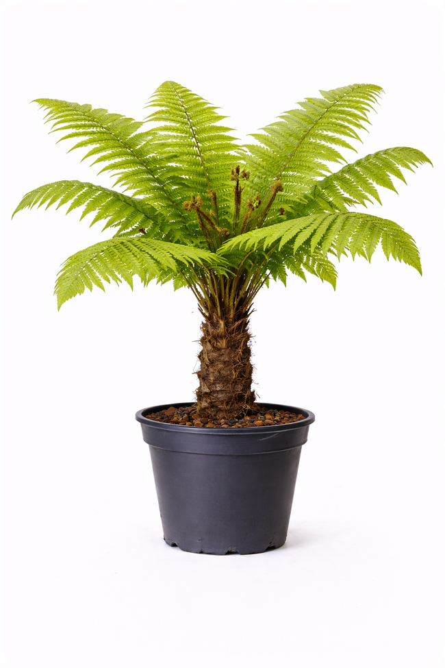 Dicksonia antarctica c10