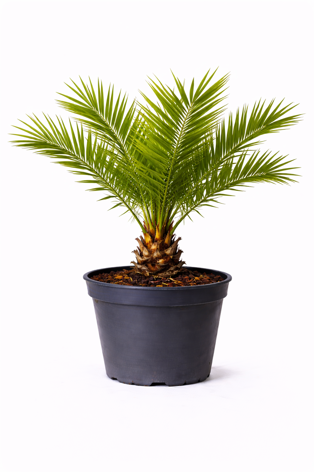 Phoenix canariensis 70 +-