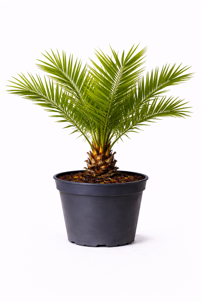 Phoenix canariensis 70 +-