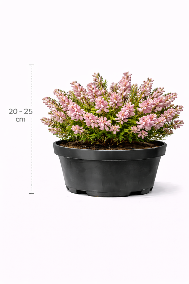 Erica carnea roze 20 - 25