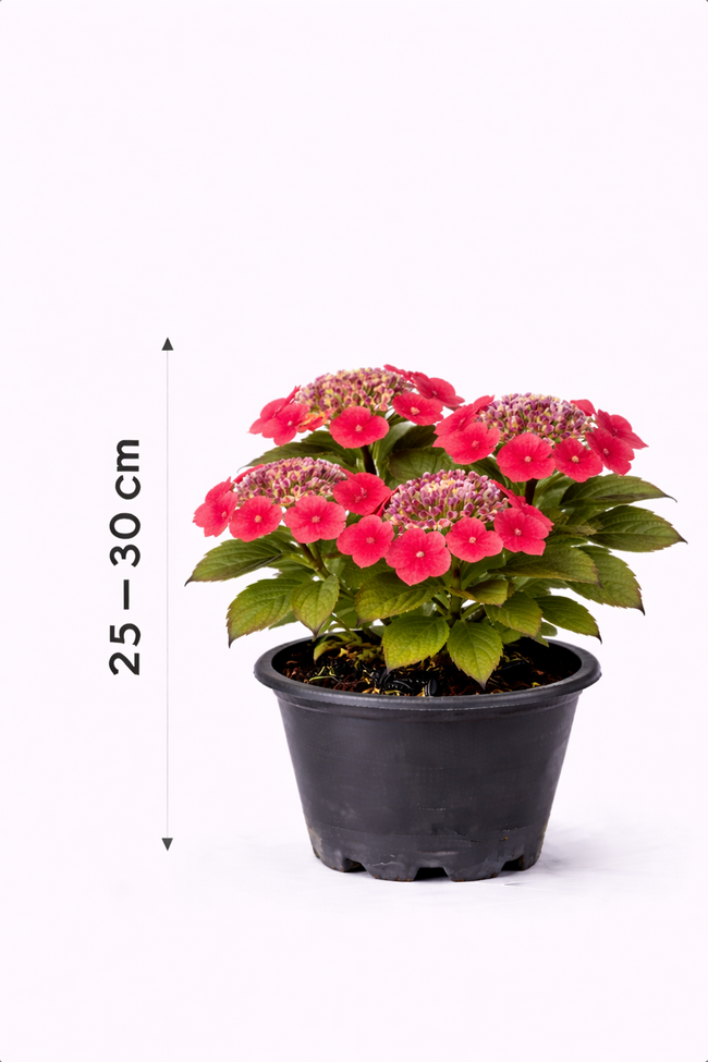 Hydrangea 'Teller Red' 25 - 30
