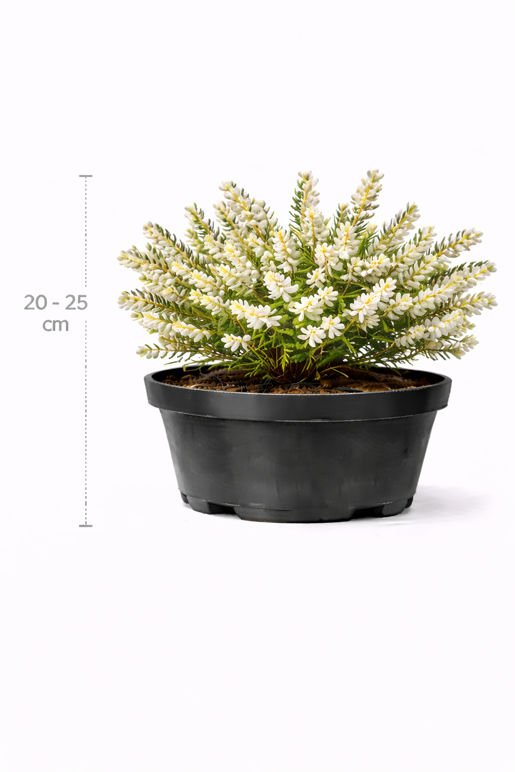 Erica darleyensis wit 20 - 25