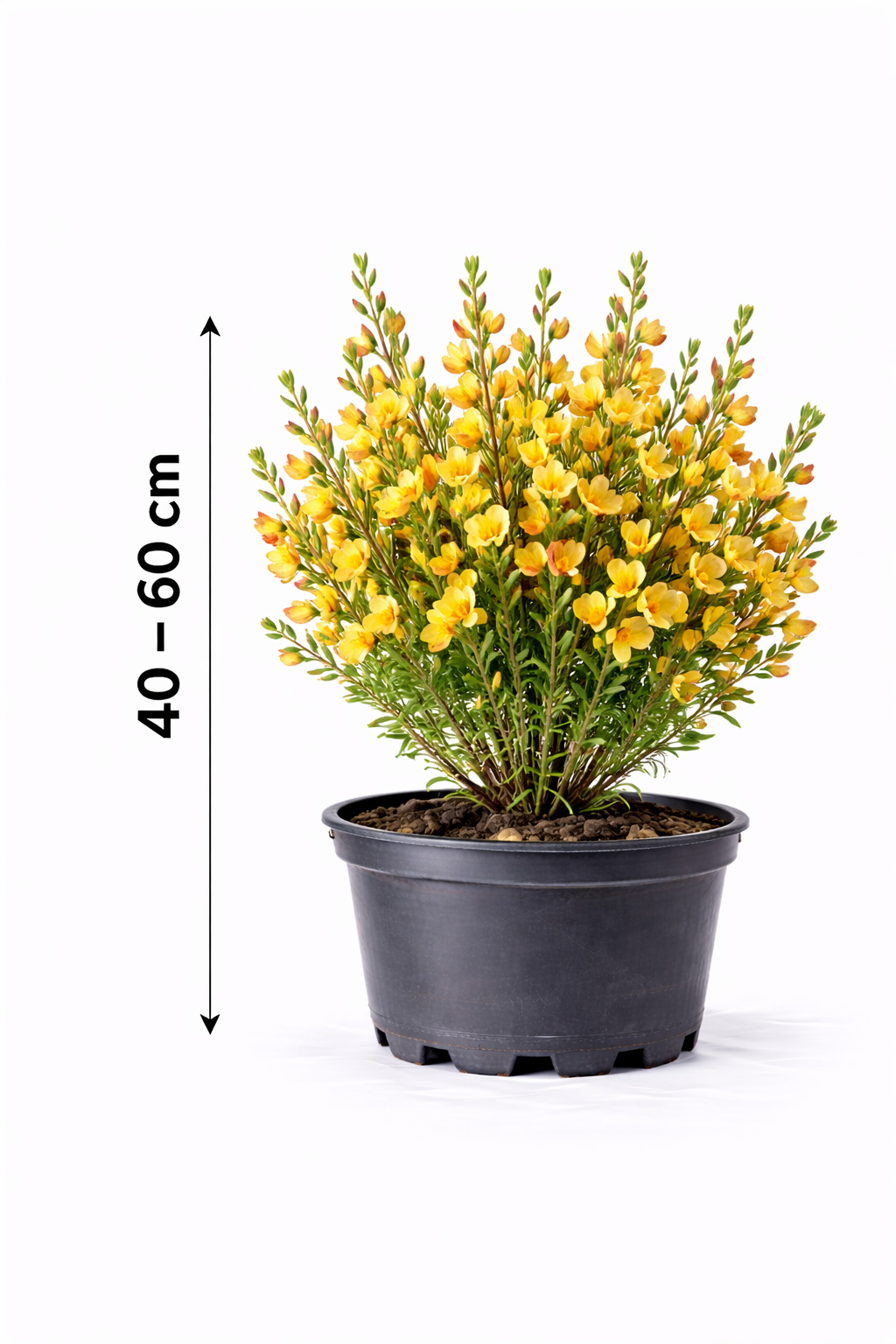 Cytisus 'Goldfinch' 40 - 60