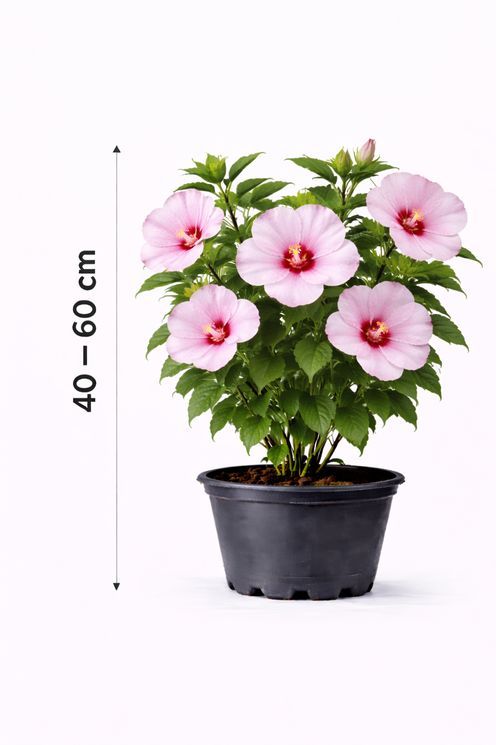 Hibiscus syr. 'Pink Giant' 40 - 60