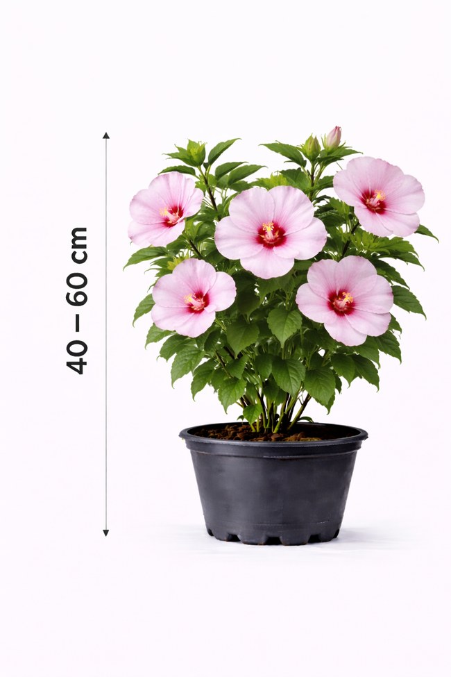 Hibiscus syr. 'Pink Giant' 40 - 60