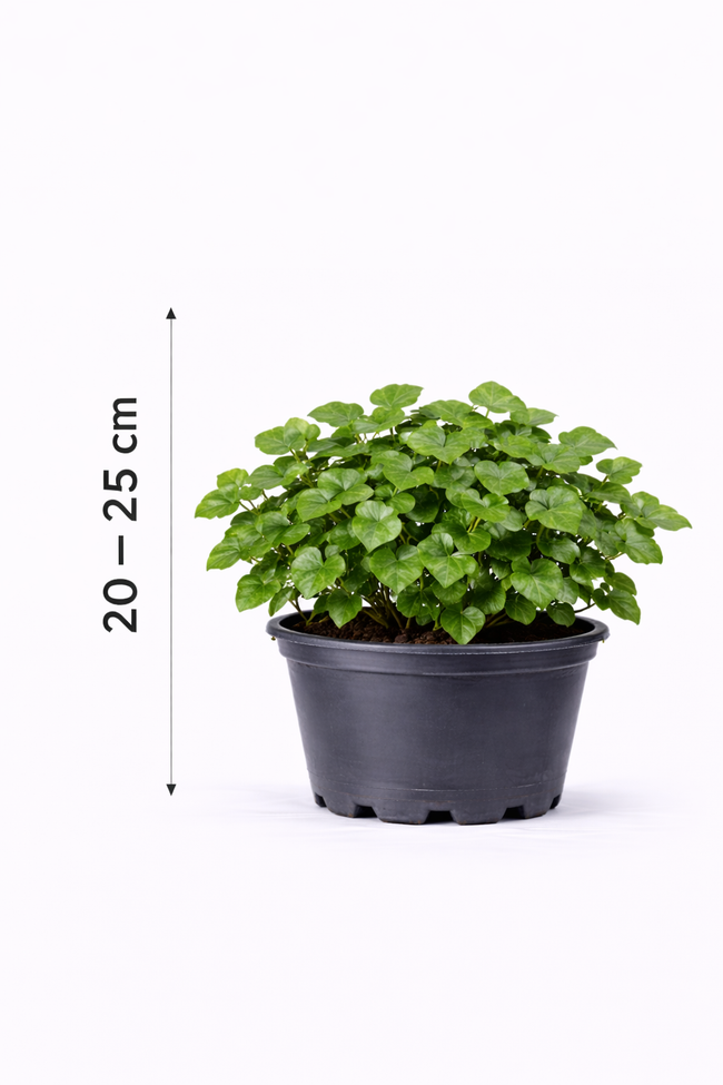 Hedera helix 'Arborescens' 20 - 25