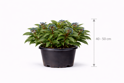 Viburnum davidii 40 - 50 C7.5
