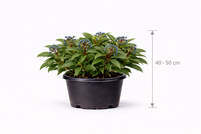 Viburnum davidii 40 - 50 C7.5