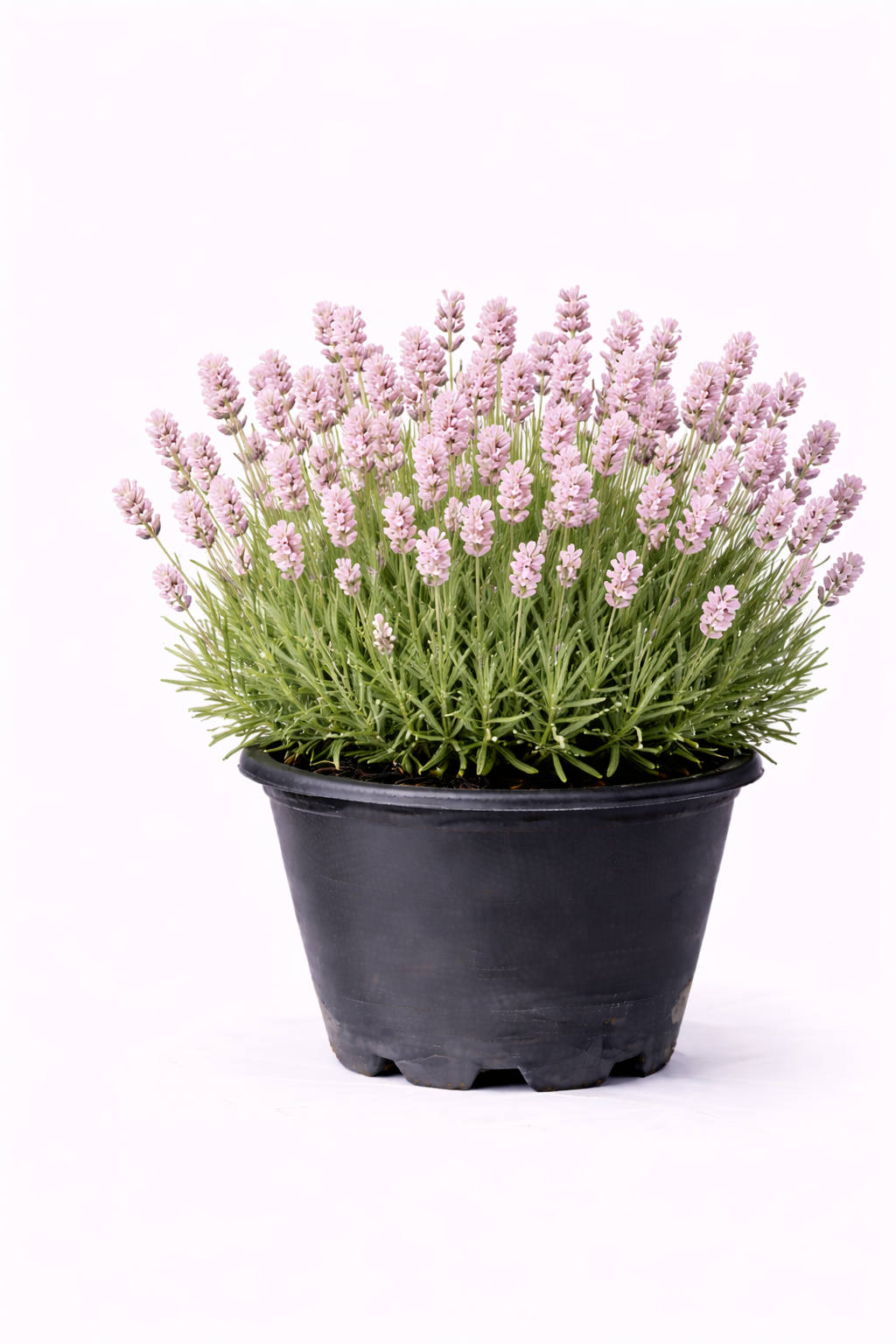Lavandula ang. 'Rosea' C3