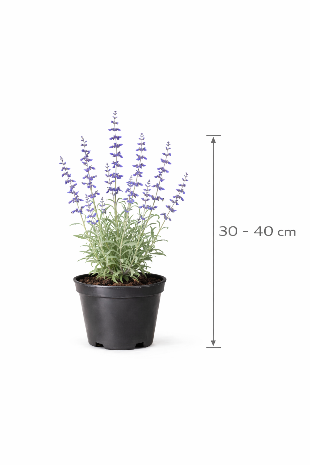 Perovskia atripl. 'Little Spire' 30 - 40