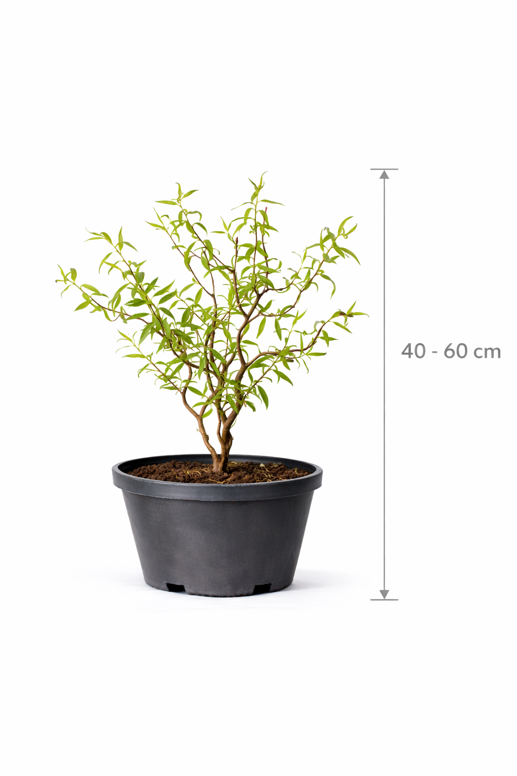 Salix bab. 'Tortuosa' 40 - 60