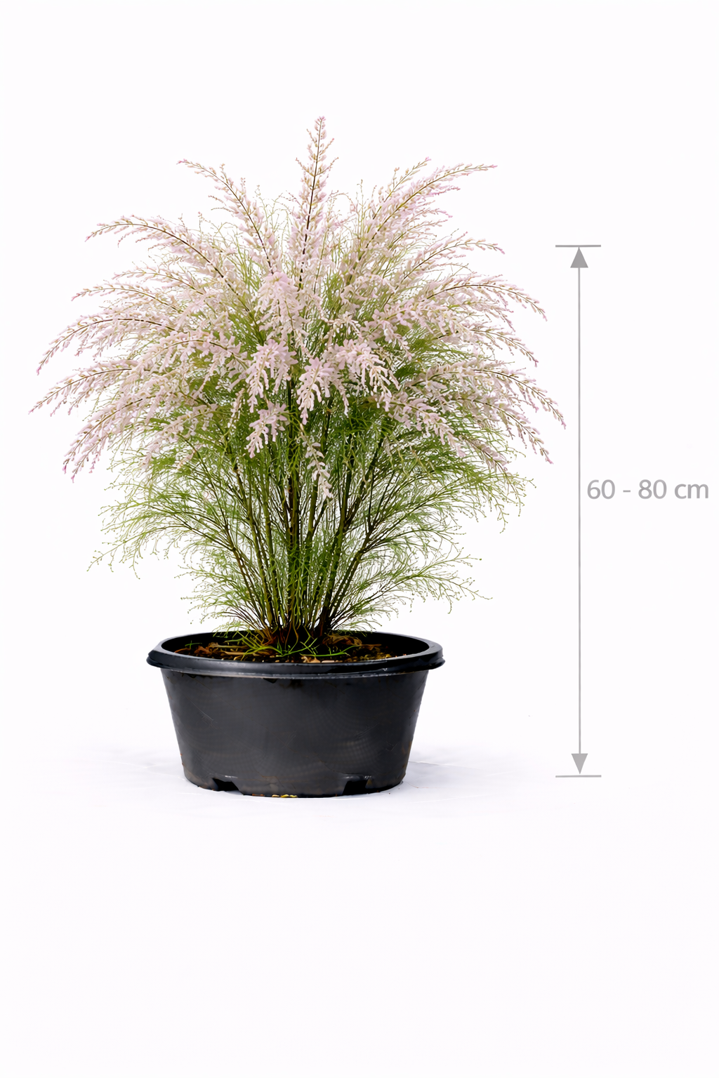 Tamarix tetrandra 60 - 80