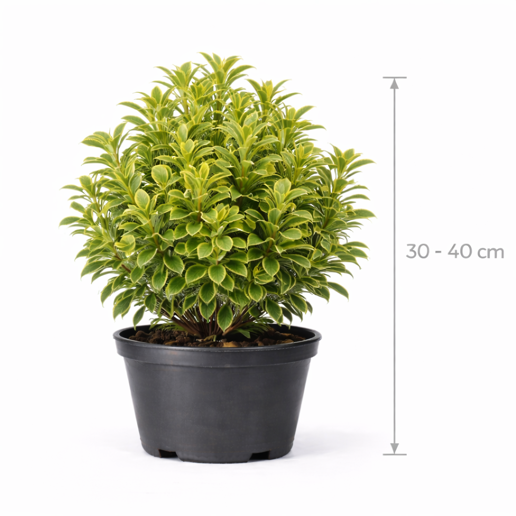 Pittosporum ten. 'Donovan Gold' 30 - 40 C7.5