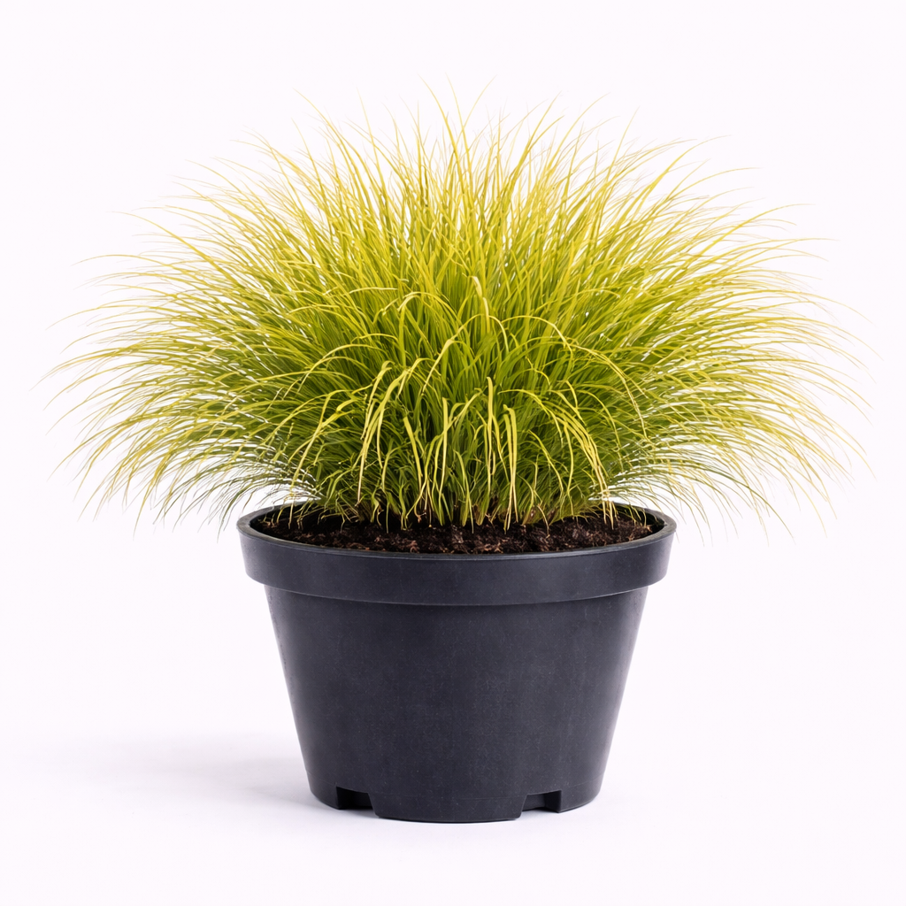 Deschampsia cesp. 'Goldtau' C3