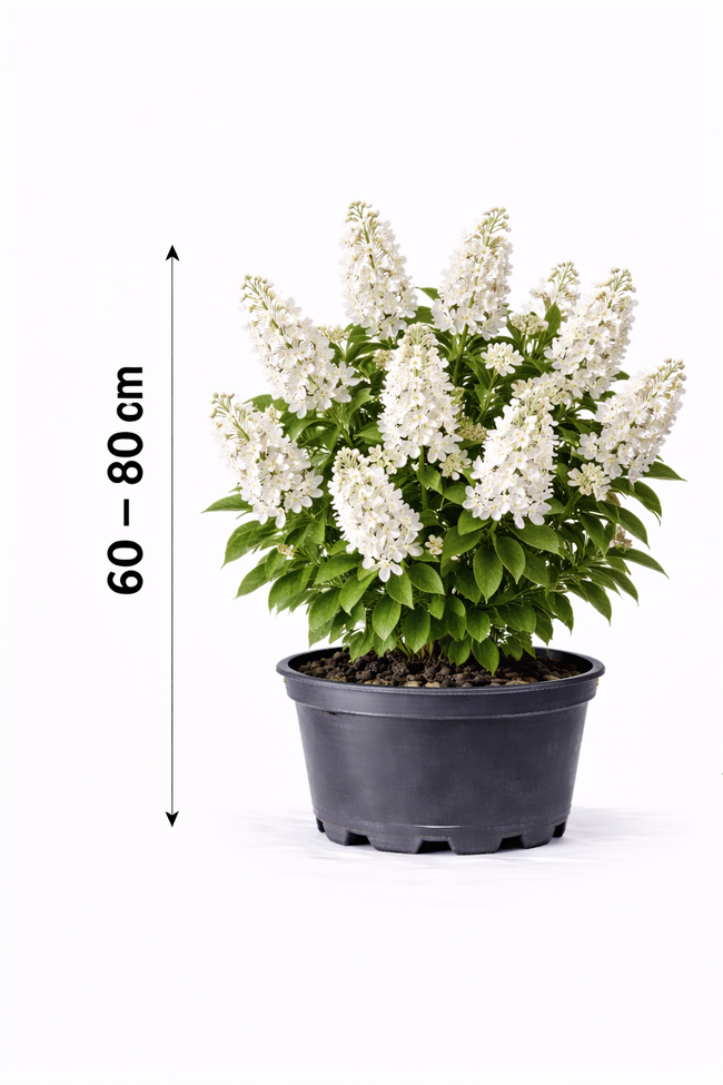 Deutzia magnifica 60 - 80