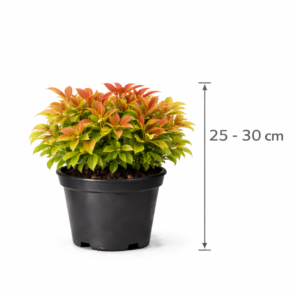 Nandina dom. 'Firepower' 25 - 30