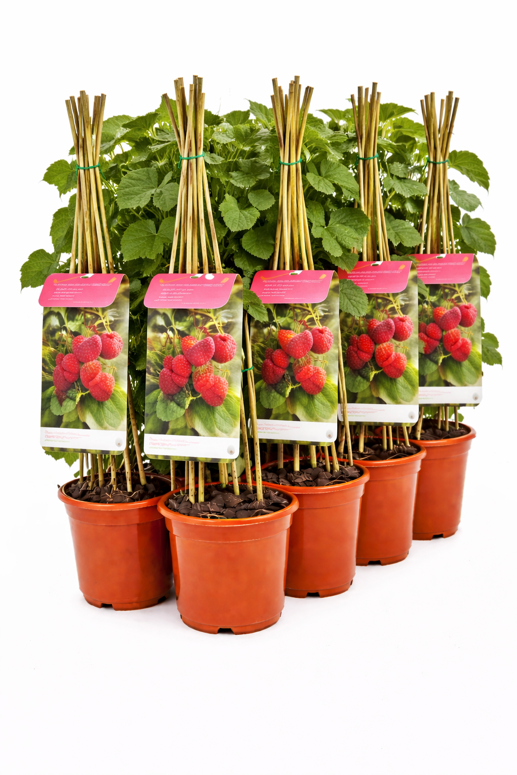 Rubus id. 'Meeker' struik
