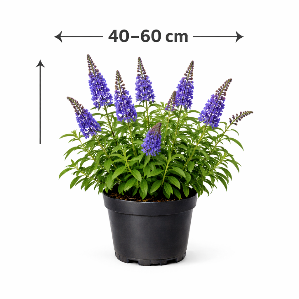 Buddleja dav. 'Empire Blue' 40 - 60